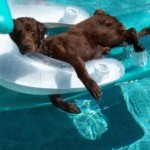 Summer Doldrums or Summer Swoon?