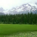Greener Pastures
