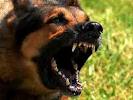 Bulls – Chomping At the Bit